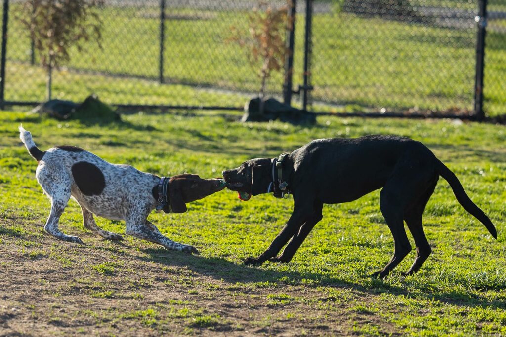 Dogs playing tug-o-war at the dog park in Pittsburg, KS.